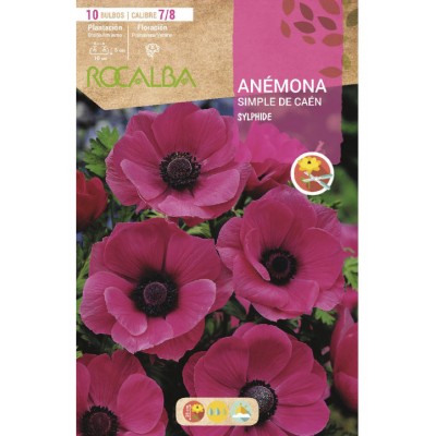 S.BOLBO SAQUETA ROCALBA ANEMONA SIMPLES DE CAEN SYLPHIDE - PURPURA EBAC5955