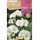 S.BOLBO RO.SAQUETA FRESIA SIMPLES  BRANCA - EBFR6310