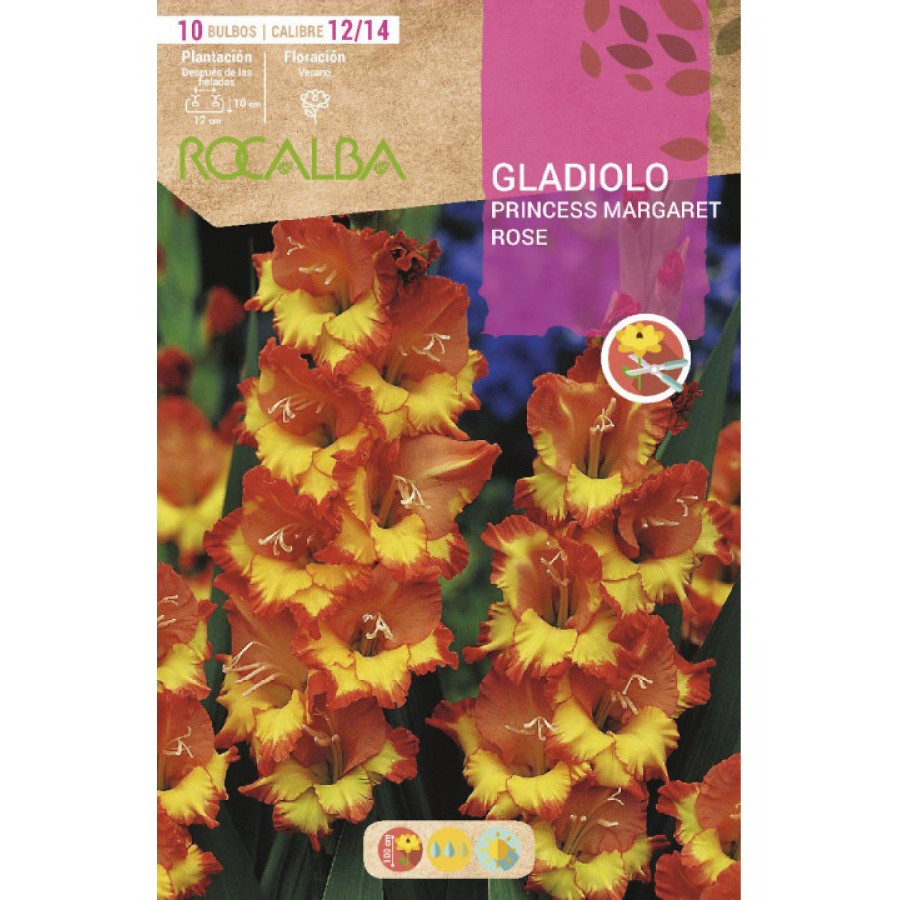 S.BOLBO SAQUETA RO. GALADIOLO PRINCESS MARGARET - EBGL8040 S.BOLBO SAQUETA RO. GALADIOLO PRINCESS MARGARET - EBGL8040