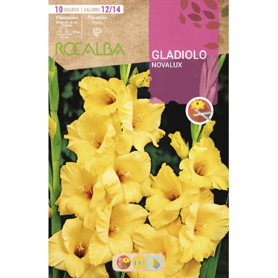 S.BOLBO SAQUETA RO. GALADIOLO NOVALUX -EBGL8010 S.BOLBO SAQUETA RO. GALADIOLO NOVALUX -EBGL8010