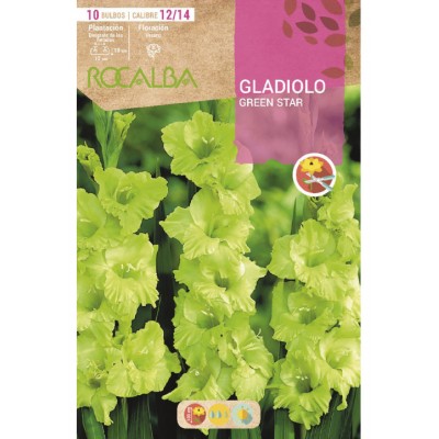 S.BOLBO SAQUETA GALADIOLO GREEN STAR-EBGL8055