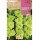 S.BOLBO SAQUETA GALADIOLO GREEN STAR-EBGL8055