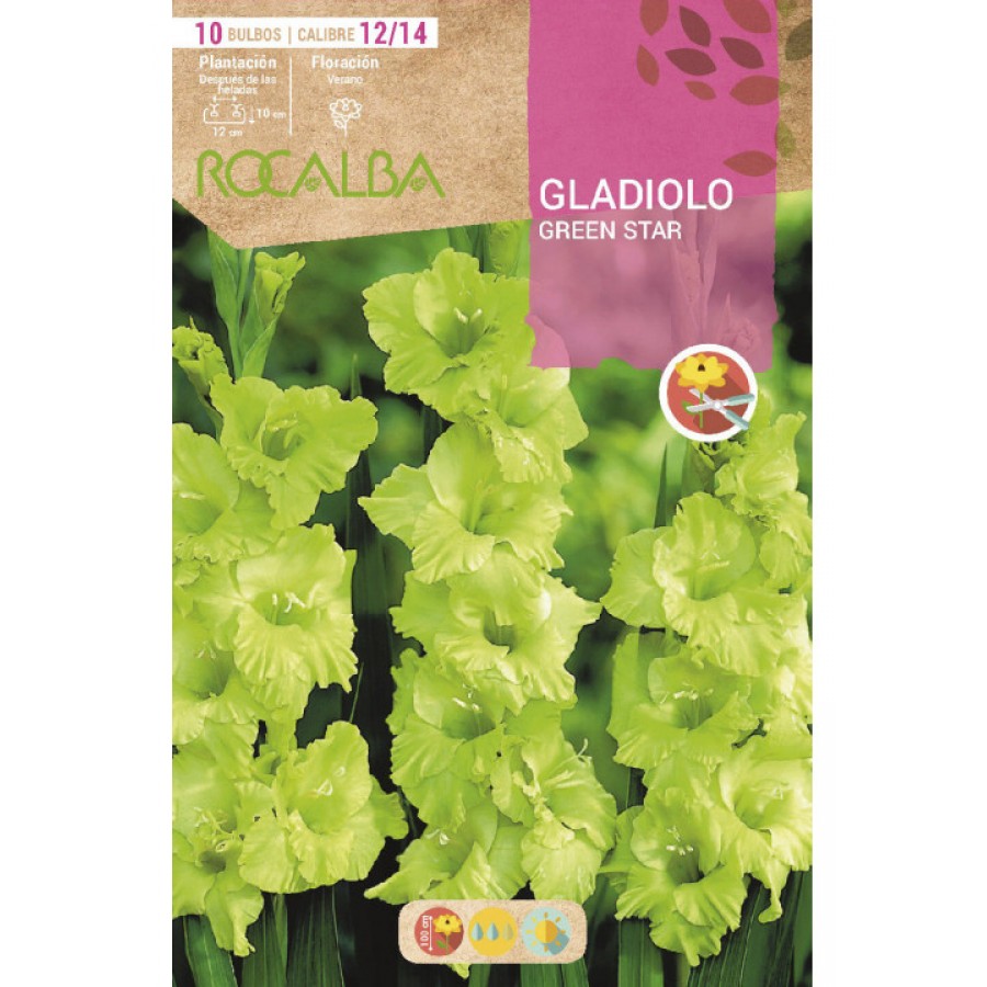 S.BOLBO SAQUETA GALADIOLO GREEN STAR-EBGL8055 S.BOLBO SAQUETA GALADIOLO GREEN STAR-EBGL8055