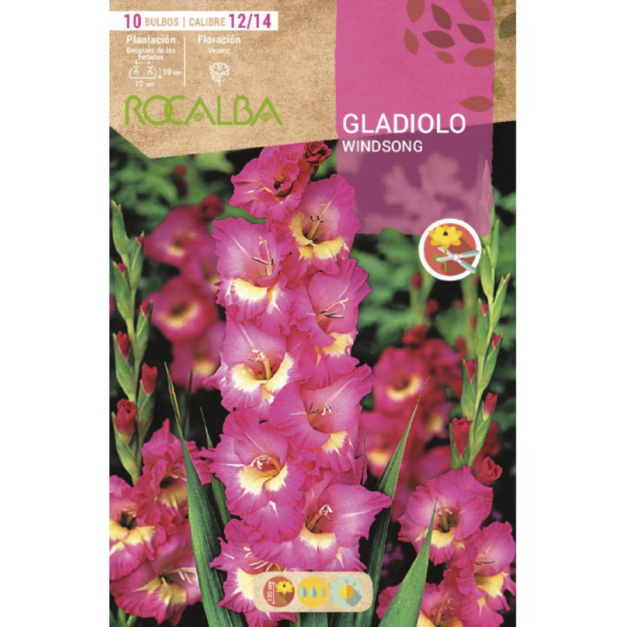 S.BOLBO SAQUETA RO. GALADIOLO WINDSONG-EBGL8115