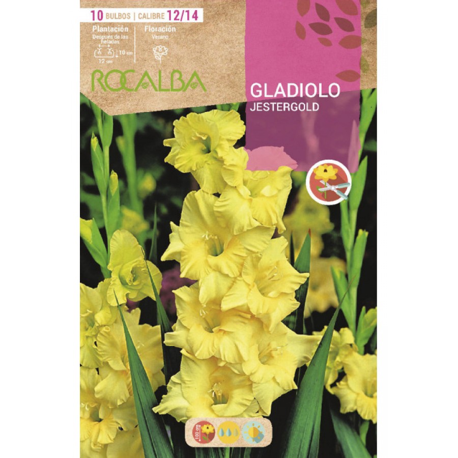 S.BOLBO SAQUETA RO. GALADIOLO JESTERGOLD-EBGL8120 S.BOLBO SAQUETA RO. GALADIOLO JESTERGOLD-EBGL8120