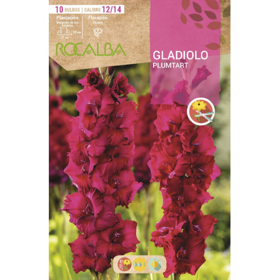 S.BOLBO SAQUETA GALADIOLO PLUMTART-EBGL8135 S.BOLBO SAQUETA GALADIOLO PLUMTART-EBGL8135