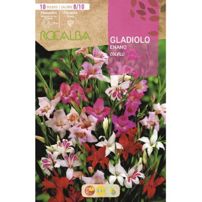 S.BOLBO SAQUETA RO. GALADIOLO COLVILLII-EBGE8175