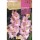 S.BOLBO SAQUETA GALADIOLO JUMBO ROSA -EBGJ8215