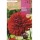 S.BOLBO SAQUETA DALIA DECORATIVA GARDEN WONDER-EBDD8270