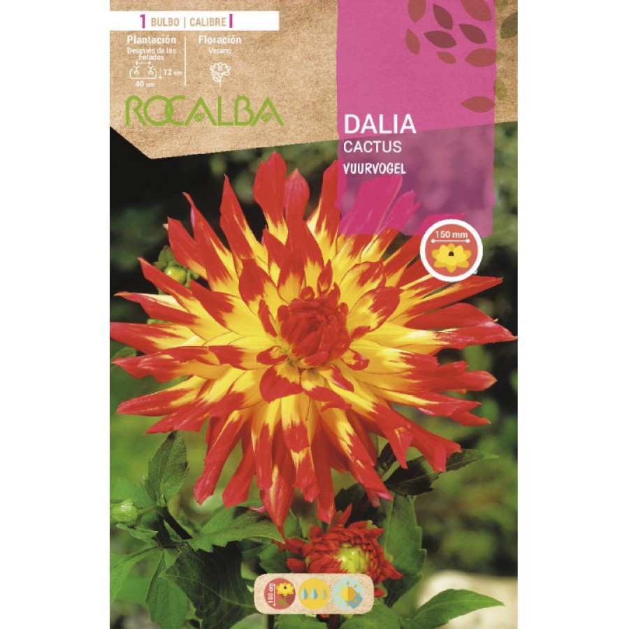 S.BOLBO SAQUETA DALIA CACTUS VUURVOGEL AMARELA PONTAS VERMELHAS S.BOLBO SAQUETA DALIA CACTUS VUURVOGEL AMARELA PONTAS VERMELHAS