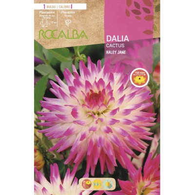 S.BOLBO SAQUETA DALIA CACTUS HALEY JANE - EBDC8360