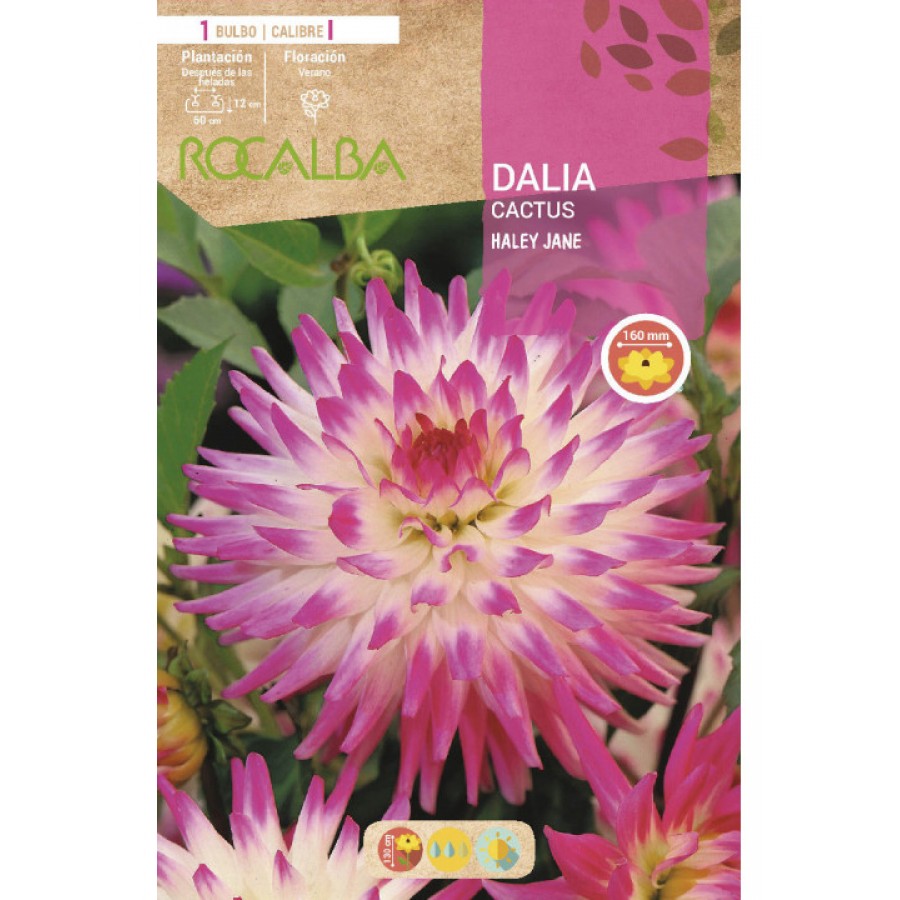 S.BOLBO SAQUETA DALIA CACTUS HALEY JANE - EBDC8360