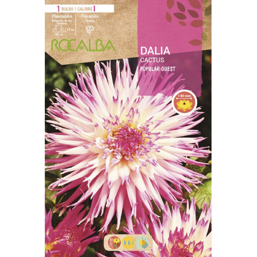 S.BOLBO SAQUETA DALIA CACTUS POPULAR GUEST - EBDC8385
