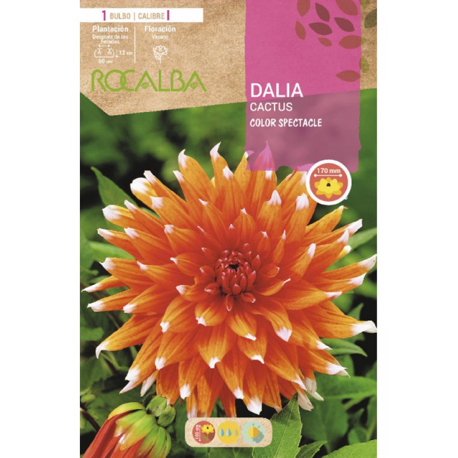 S.BOLBO SAQUETA DALIA CACTUS COLOR SPECTACLE - EBDC8410