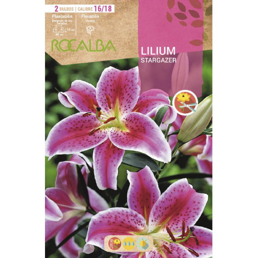 S.BOLBO SAQUETA LILIUM STARGAZER -EBLI8640
