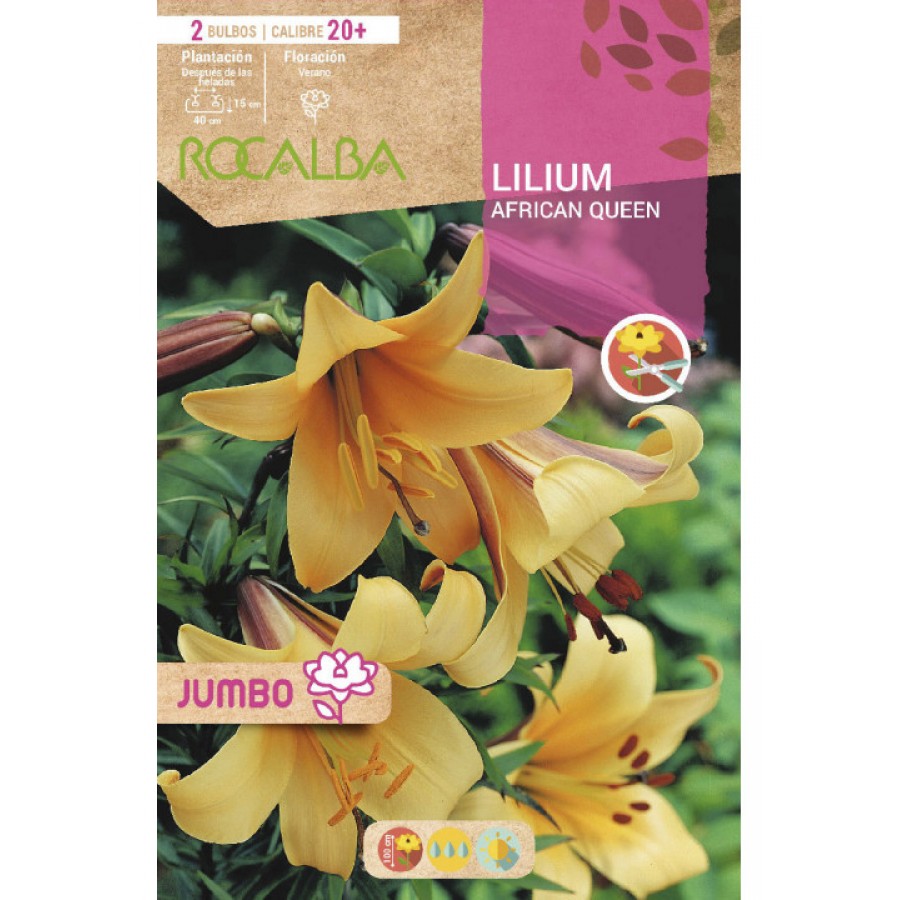 S.BOLBO SAQUETA LILIUM JUMBO AFRICAN QUEEN-EBLJ8660 S.BOLBO SAQUETA LILIUM JUMBO AFRICAN QUEEN-EBLJ8660