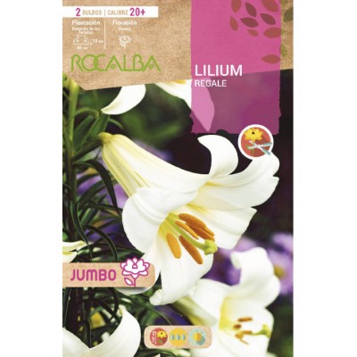 S.BOLBO SAQUETA LILIUM JUMBO REGALE-EBLJ8670