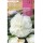 S.BOLBO SAQUETA RO.BEGONIA FC BRANCO-EBBG8715