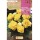 S.BOLBO SAQUETA BEGONIA NON STOP AMARELO-EBBG8880