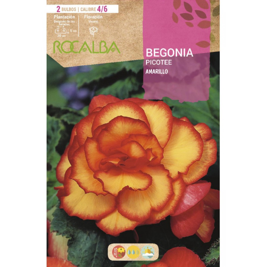 S.BOLBO SAQUETA BEGONIA PICOTEE AMARELO -EBBG8945 S.BOLBO SAQUETA BEGONIA PICOTEE AMARELO -EBBG8945