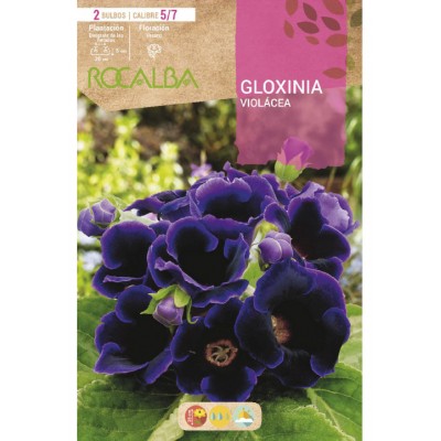 S.BOLBO SAQUETA RO.GLOXINIA VIOLACEA-EBGX8965
