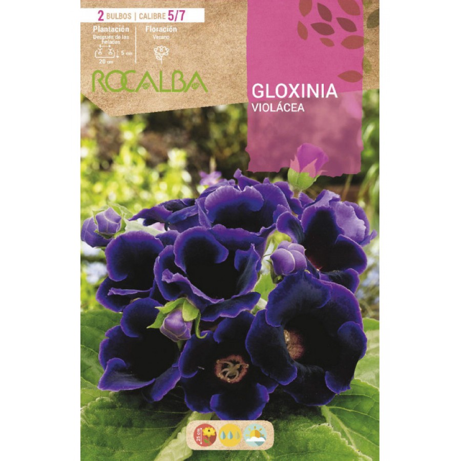 S.BOLBO SAQUETA RO.GLOXINIA VIOLACEA-EBGX8965