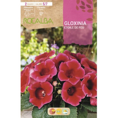 S.BOLBO SAQUETA GLOXINIA ETOILE DE FEU ESCARLATA-EBGX8980