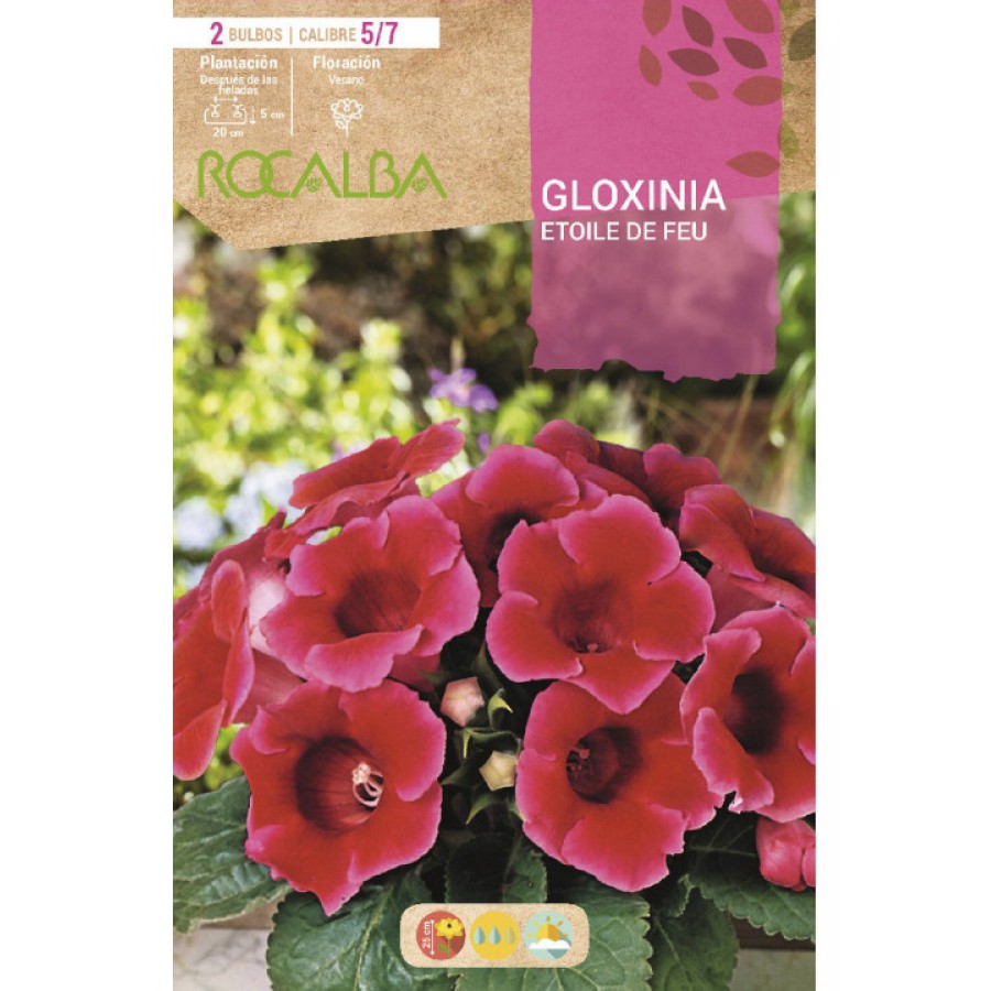 S.BOLBO SAQUETA GLOXINIA ETOILE DE FEU ESCARLATA-EBGX8980