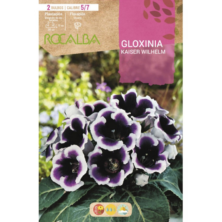 S.BOLBO SAQUETA GLOXINIA KAISER WILHELM AZUL E BRANCO-EBGX8990