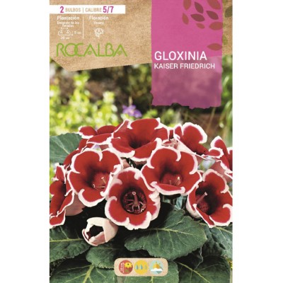 S.BOLBO SAQUETA GLOXINIA KAISER FRIEDRICH VERMELHA E BRANCA-EBGX9000