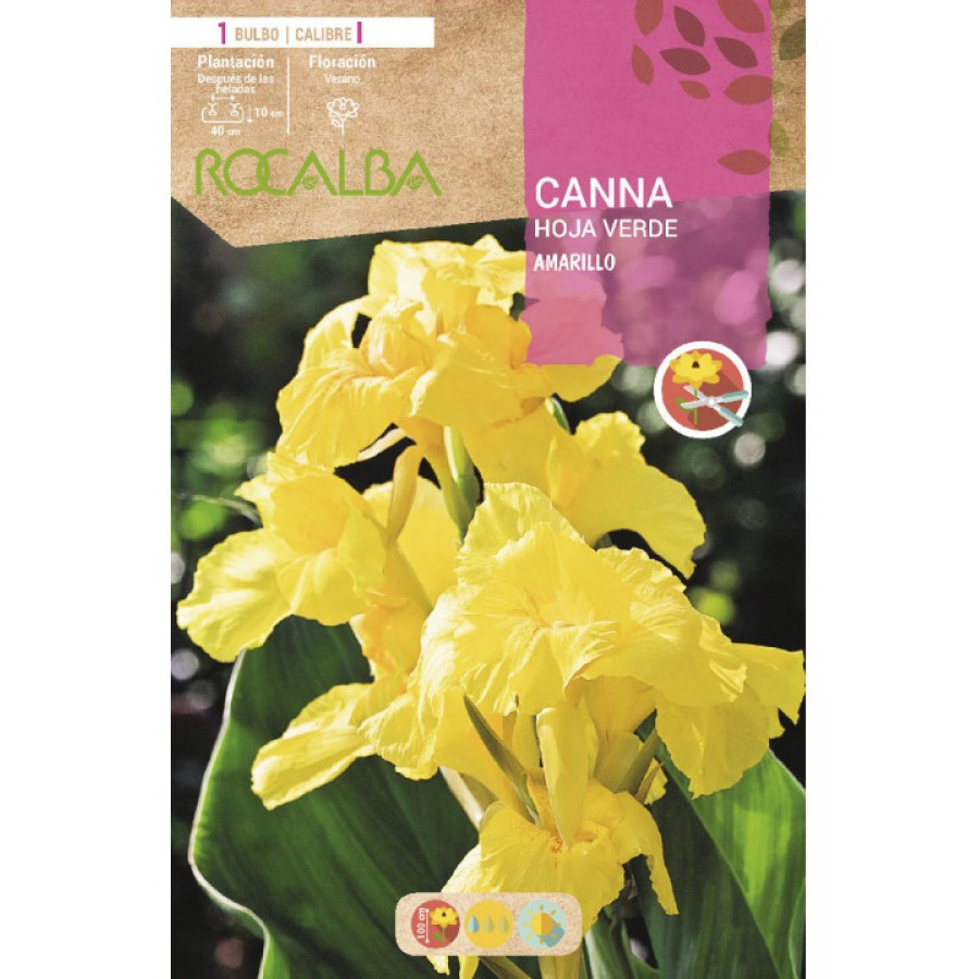 S.BOLBO SAQUETA CANAS DA INDIA AMARELOS ( FOLHAS VERDES )-EBCV9020