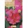 S.BOLBO SAQUETA CANAS DA INDIA ROSA ( FOLHAS VERDES )-EBCV9030