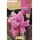S.BOLBO SAQUETA CANAS DA INDIA ROSA ( FOLHAS CASTANHAS )-EBCM9060