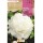S.BOLBO SAQUETA  PEONIA BRANCO -EBPN9115