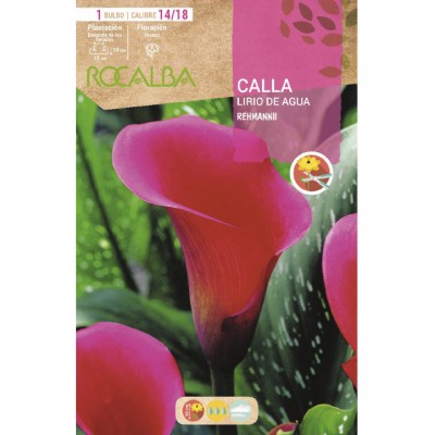 S.BOLBO SAQUETA JARROS REHMANII -EBCA9215