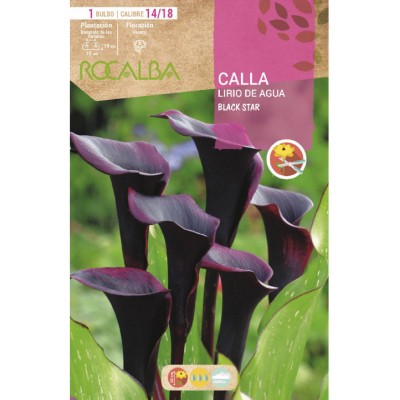S.BOLBO SAQUETA JARROS BLACK STAR -EBCA9225