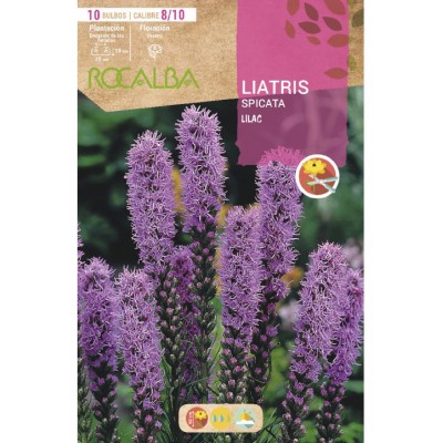 S.BOLBO SAQUETA ROCALBA LIATRIS LILAS - EBVU9415