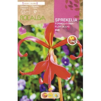 S.BOLBO SAQUETA ROCALBA SPREKELIA