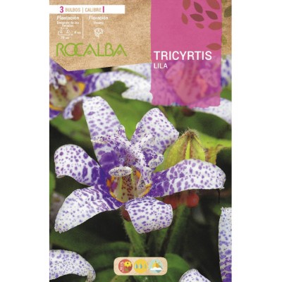 S.BOLBO SAQUETA TRICYRTIS - EBVU9485