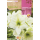S.BOLBO RO.GAVETA 15 AMARYLLIS BRANCO  -BUAM1005