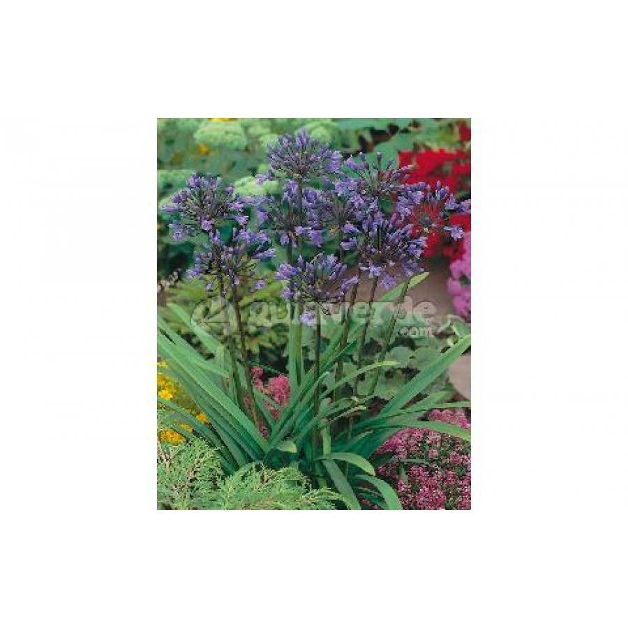 S.BOLBO AGAPANTHUS UN. S.BOLBO AGAPANTHUS UN.