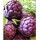S.ALCACHOFRA VIOLETA - 1 KILO