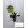 S.PLANTA ALFACE ROXA VANOISE- UNIDADE