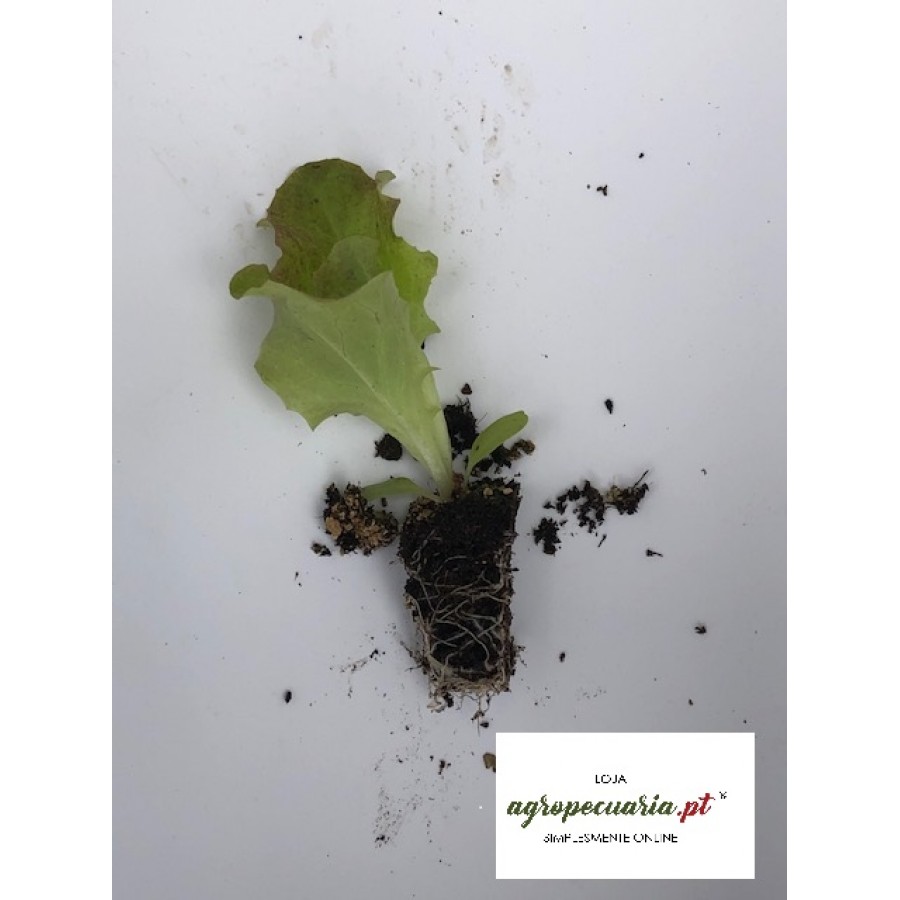 S.PLANTA ALFACE ROXA VANOISE- UNIDADE