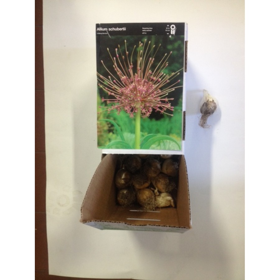 S.BOLBO ALLIUM - UNIDADE S.BOLBO ALLIUM - UNIDADE