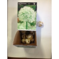 S.BOLBO ALLIUM - UNIDADE S.BOLBO ALLIUM - UNIDADE