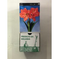 S.BOLBO GR AMARYLLIS DOBRADOS - CAIXA 10 UNIDADES