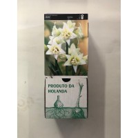 S.BOLBO GR AMARYLLIS DOBRADOS - CAIXA 10 UNIDADES