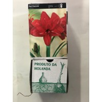 S.BOLBO GR AMARYLLIS DOBRADOS - CAIXA 10 UNIDADES