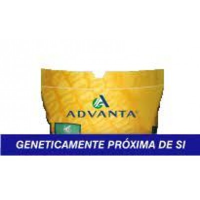 S.MILHO HIBRIDO ADVANTA BELGRANO  15 MK